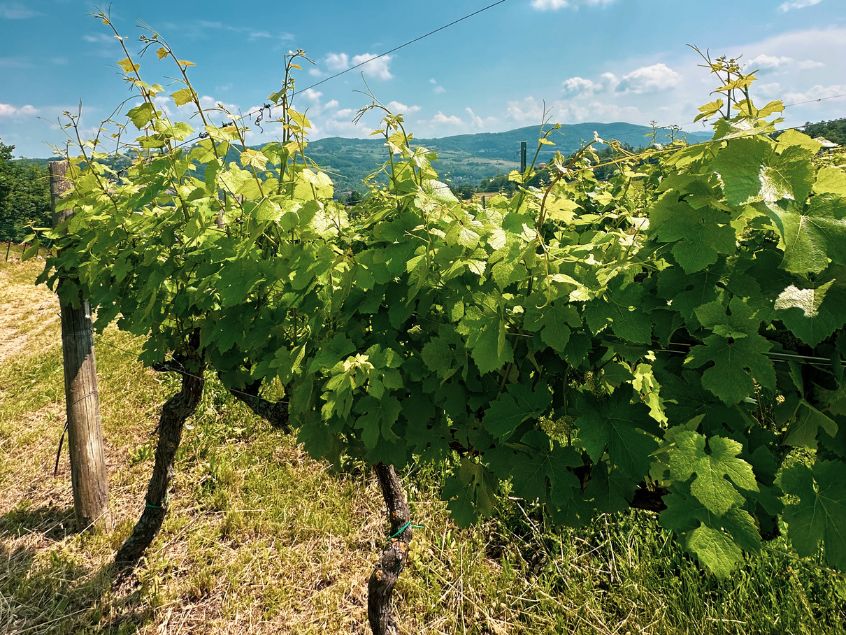Grape Vines with hills in the background