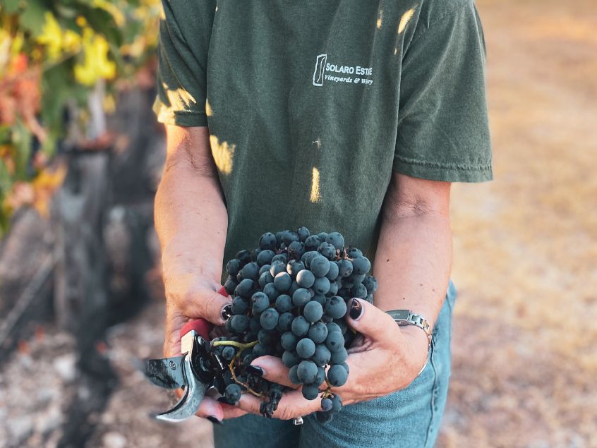 Holding Grapes in the vineyard