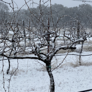 Wintertime in the Winery
